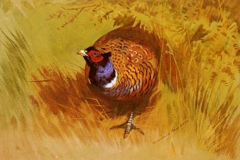 阿奇博爾德 索伯恩 A Cock Pheasant